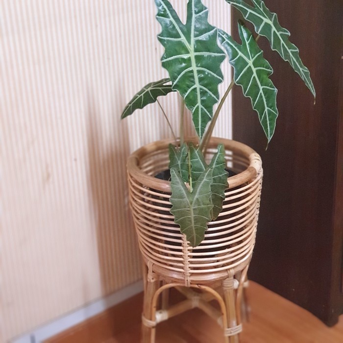 Vas Standing Pot Rotan/Cover Pot Rotan