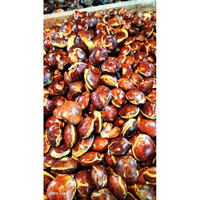 

jengkol tua