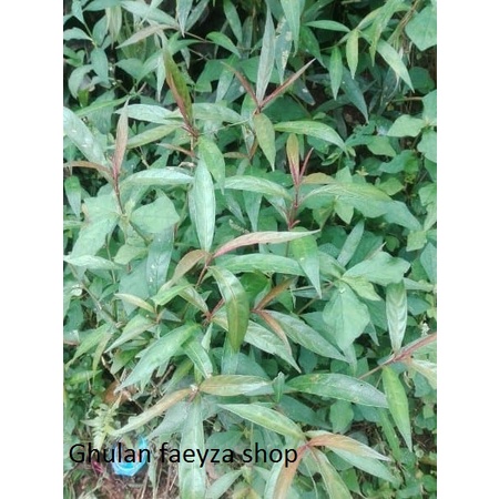 

Daun herbal hejo mencos