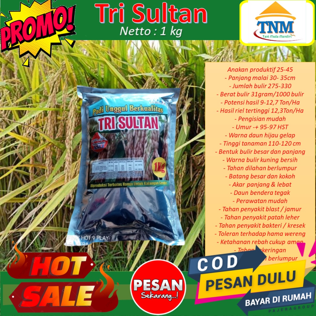 Biji Padi Unggul Tri Sultan 1KG