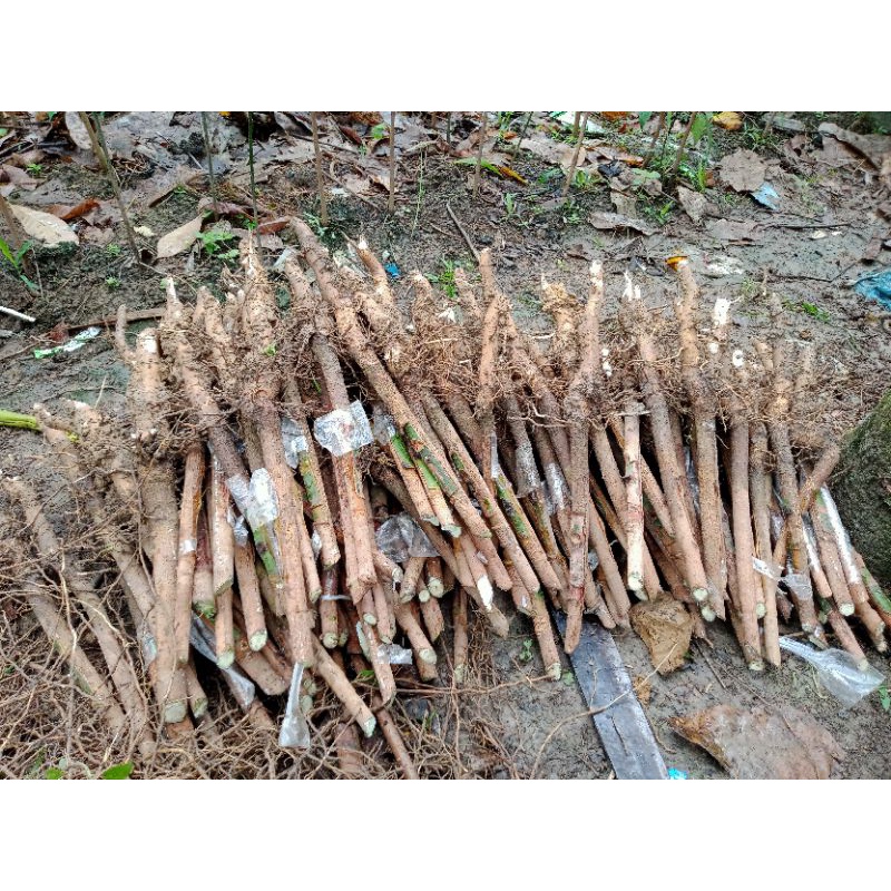 Bibit karet stum mata tidur klon BPM gemblung