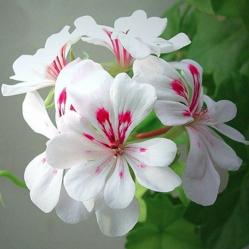 Geranium white/tanaman gantung menjuntai geranium putih