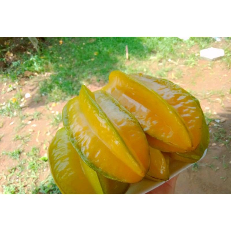 

Belimbing_Madu_Lokal