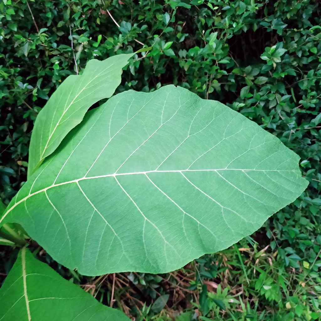 

DAUN JATI SEGAR 1KG