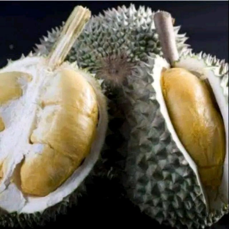 Bibit durian duri hitam asli