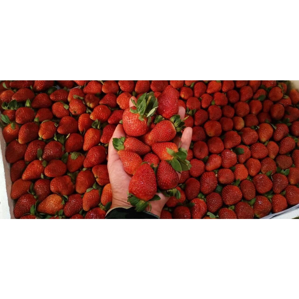 Buah Strawberry Fresh dari Kebun Premium Grade A Kemasan 1 Kg (Khusus Gosend)