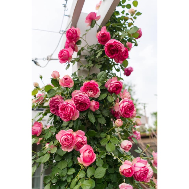 Benih Bibit Biji - Bunga Mawar Rambat Pink / Pink Climbing Rose Flower Seeds - IMPORT