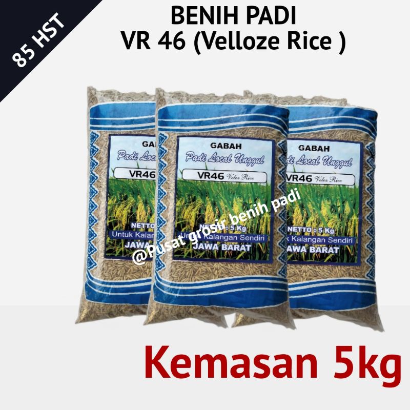 Benih bibit padi VR 46 ( Velloz Rice ) kemasan 5kg