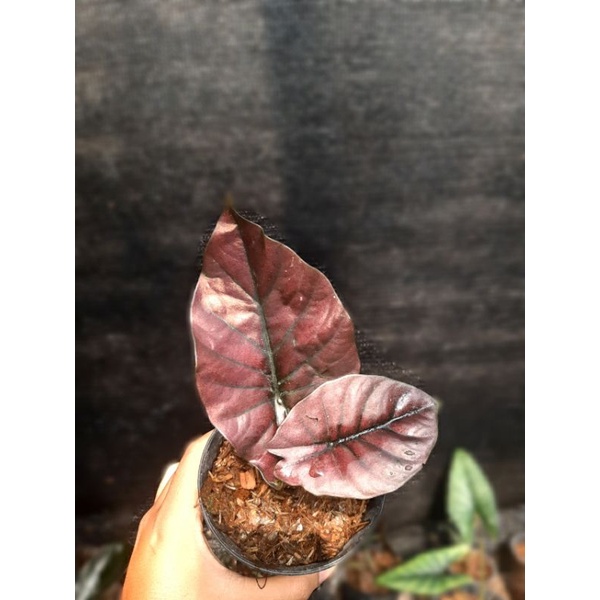 Alocasia Infernalis Red premium