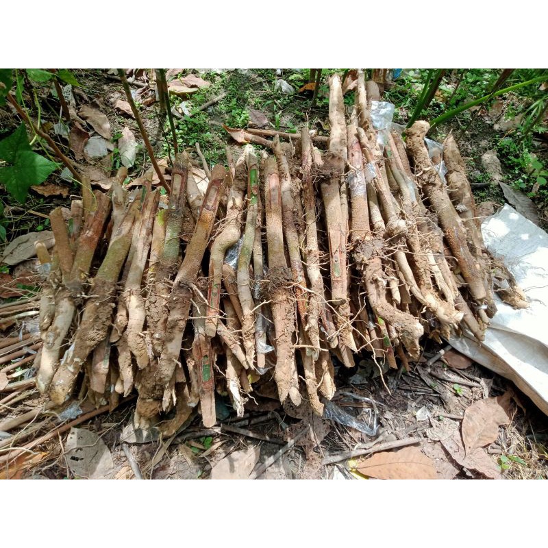 Bibit karet unggul/5batang