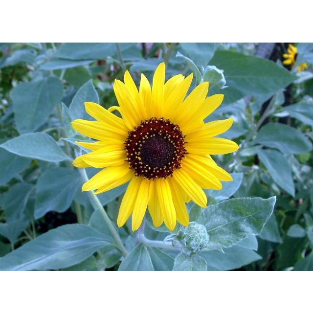 Benih Bibit Biji - Sunflower Alchemy Bunga Matahari Flower Seeds - IMPORT