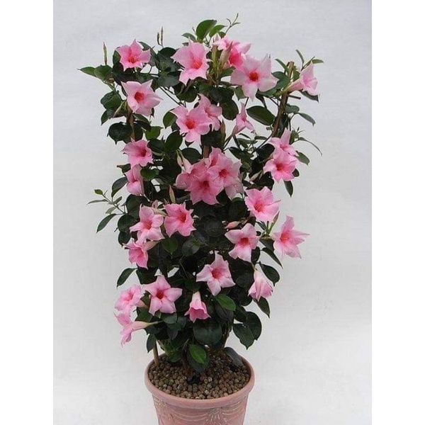 TANAMAN HIAS RAMBAT ALAMANDA MANDEVILLA BUNGA PINK