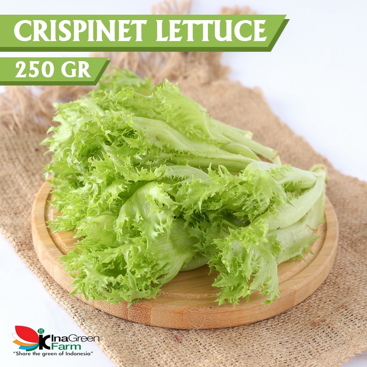 

Inagreen Farm Bandung Sayur Crispinet Lettuce Organik 250 Gram