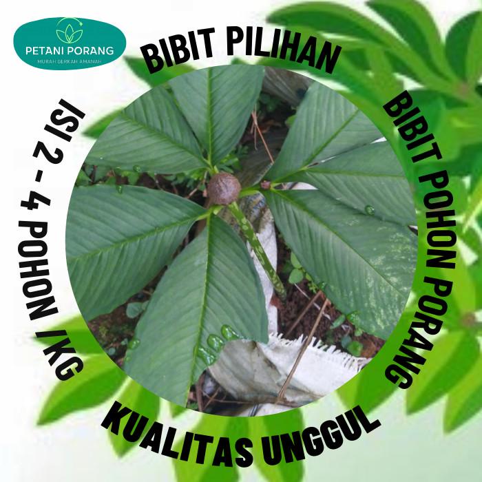 bibit katak porang bubil porang