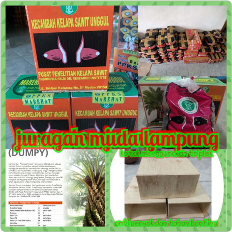 bibit Benih kecambah polong sawit varietas DxP PPKS MAREHAT DUMPY benih unggul ( beli 5 bonus + sert
