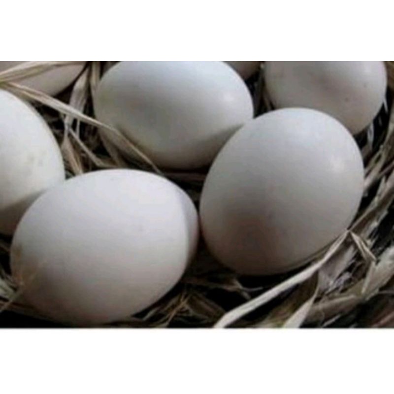 

Telur angsa presh.konsumsi.