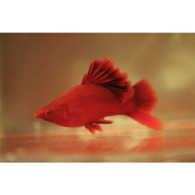 cauliflower sabertail 1pasang