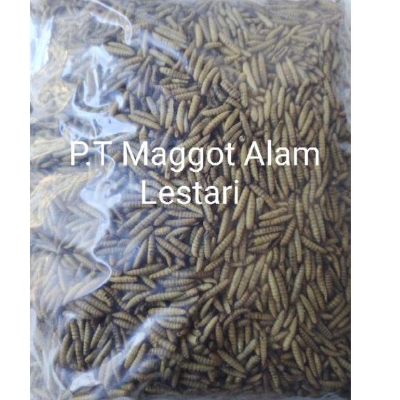 ► Magot kering 1kg Termurah Maggot kering berkualitas Beta Carotine Channa Barca ◌