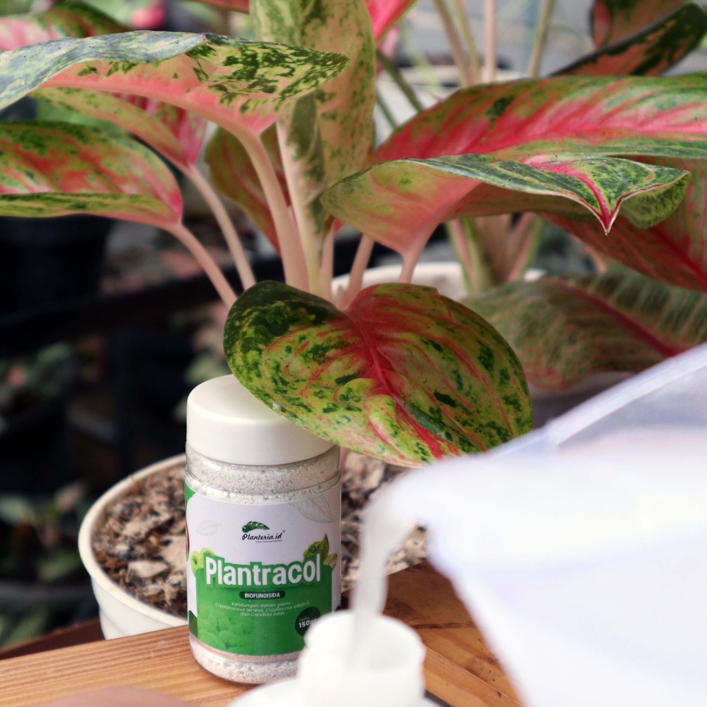 RB Plantracol Biofungisida Alami 150 gram