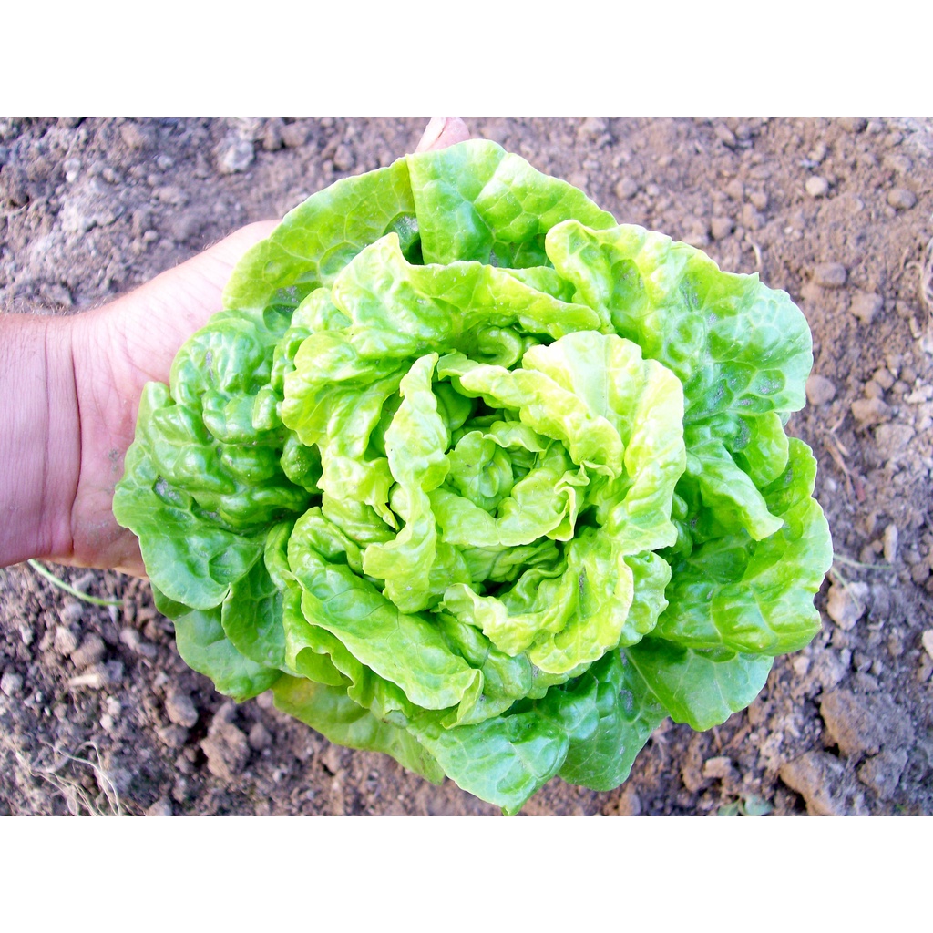 Benih Bibit Biji - Lettuce Tom Thumb Buttercrunch Selada Mini Butterhead Seeds - IMPORT