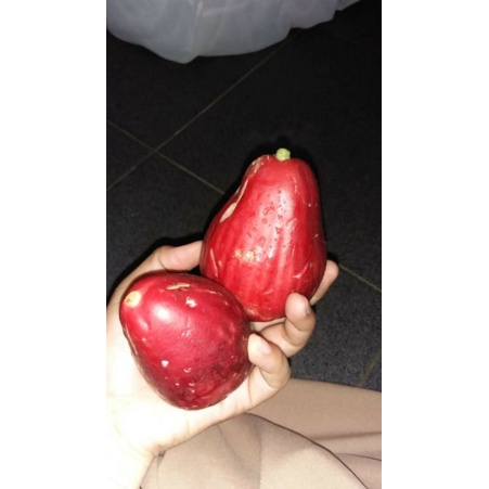 Buah Jambu Darsono/Jambu Dersono/Jambu Jamaika/Jambu Bol