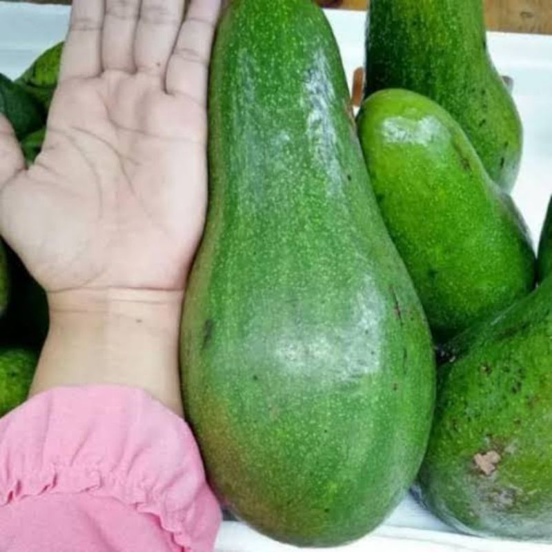 BIBIT BUAH ALPUKAT ALIGATOR bibit alpukat aligator tinggi 60 cm