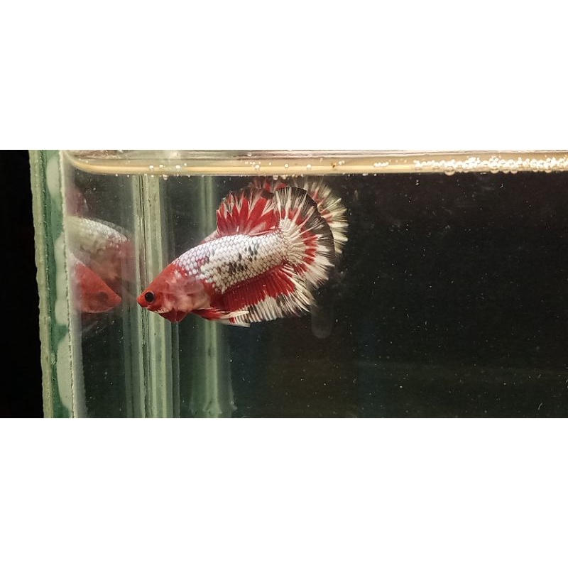 cupang fccp real pict