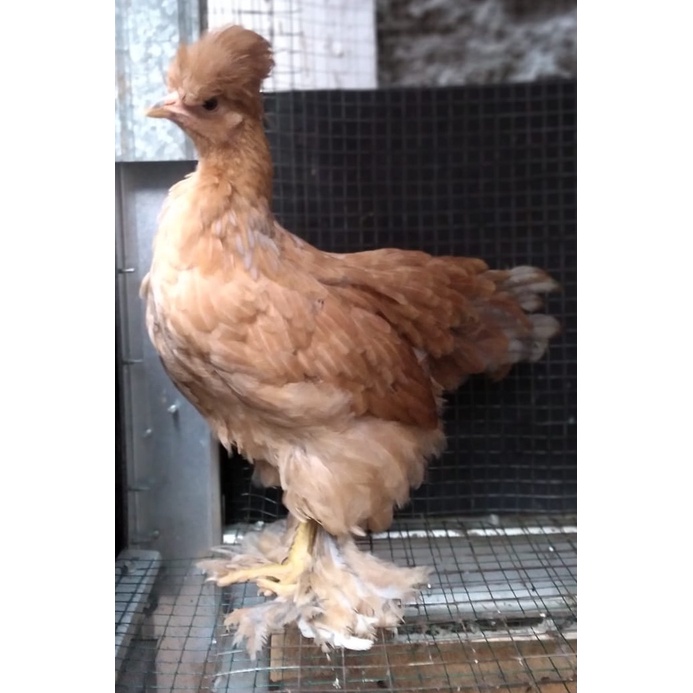 Ayam brahma park buff betina usia 4 bulan ( real foto dan vidio )