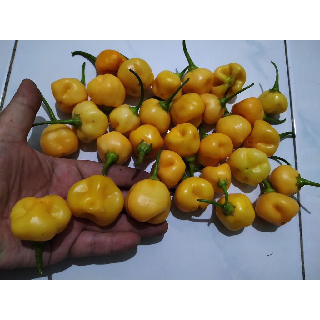 Benih Bibit Biji - Cabai Peach Fantasy (Baccatum) Chili Pepper Seeds