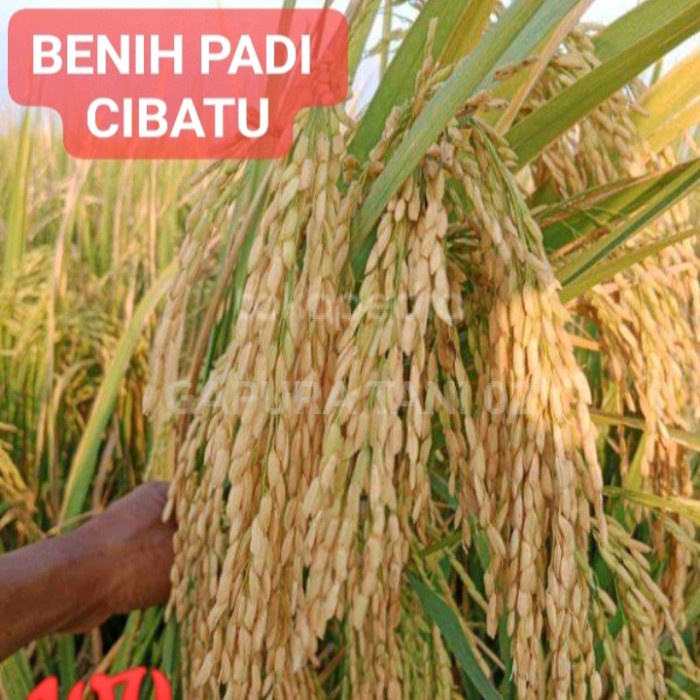 Benih padi unggul CIBATU 5kg