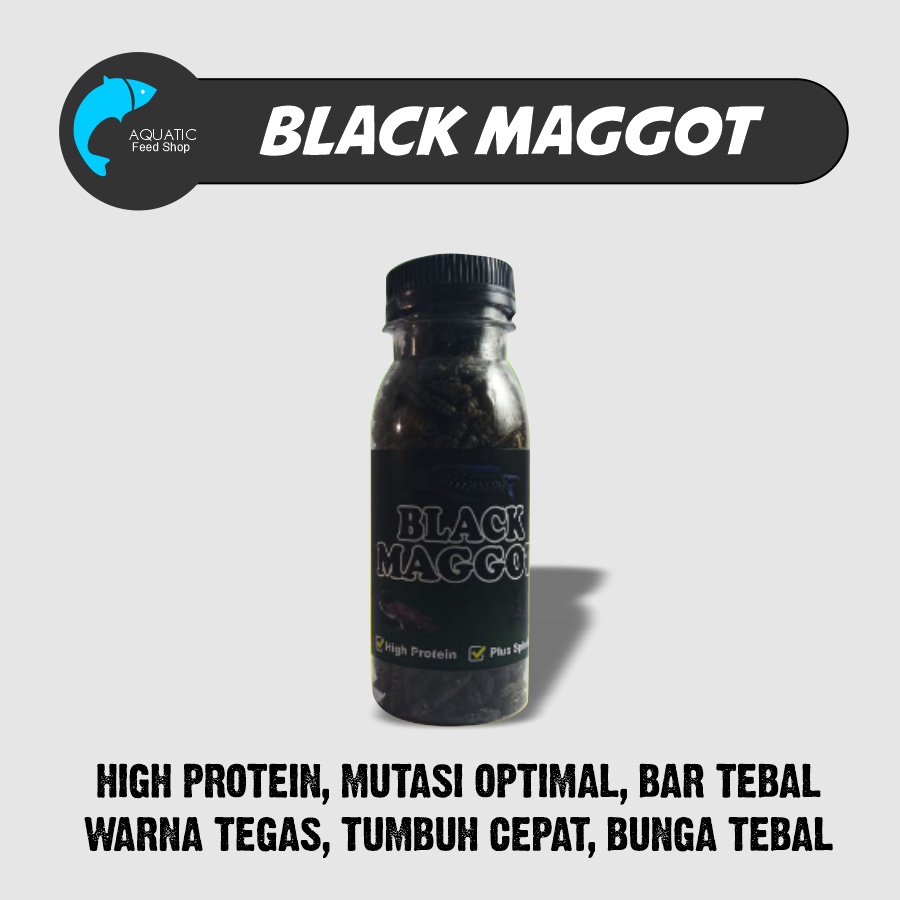 maggot pakan Channa asiatica black maggot pakan ikan Oscar Chana