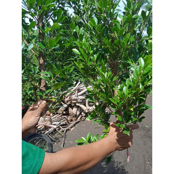 kimeng cangkok jmpol kaki