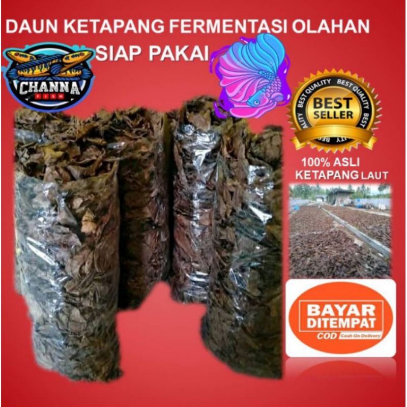 DAUN KETAPANG LAUT SUPER FERMENTASI OLAHAN
