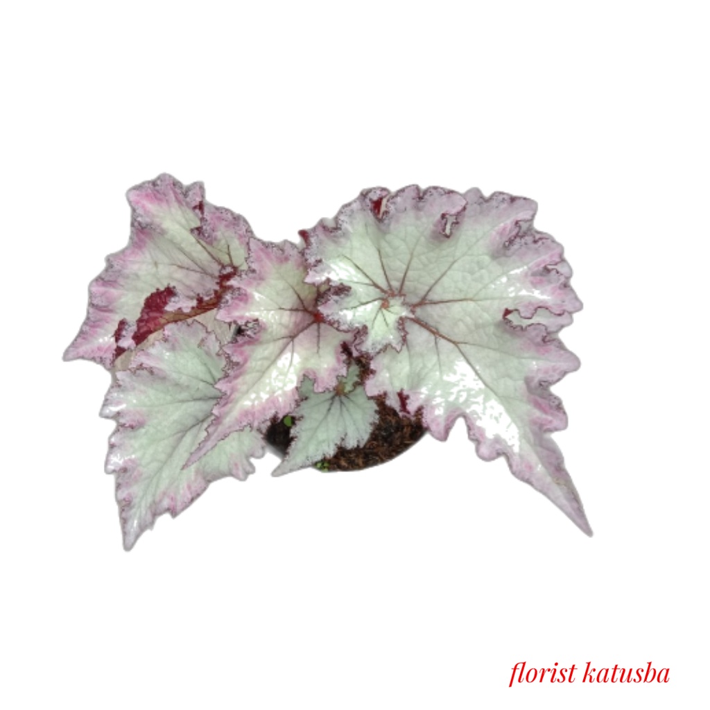 tanaman daun hias begonia pink beauty