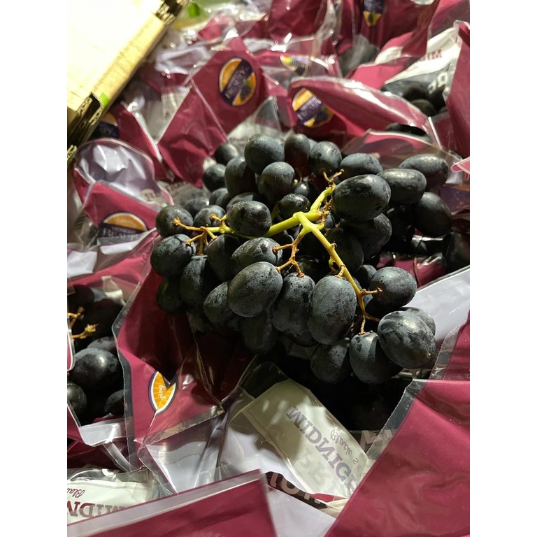 

Buah Anggur Australia Tanpa Biji [12 Pack] Anggur Black Autum 10 Kg