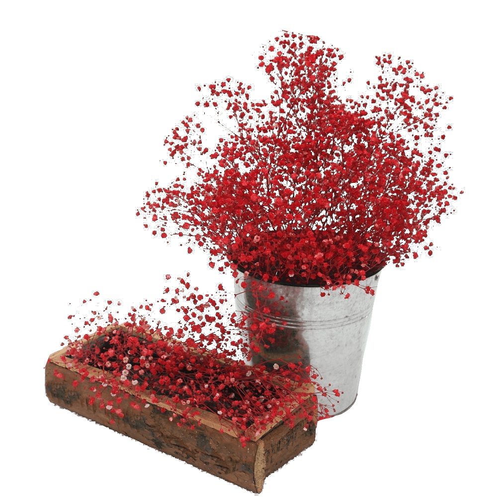 Benih Bibit Biji - Red Baby's Breath Merah Gypsophila Elegans Flower Seeds - IMPORT