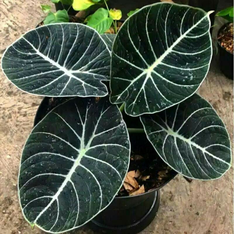Alocasia Black Velvet Keladi Pohon Hidup Bukan Bibit Bonggol Little Queen Unik Hitam Tanaman Hias