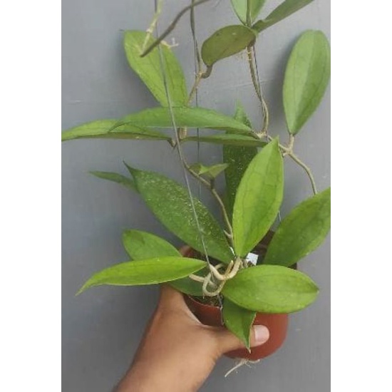 Tanaman hias hidup tanaman hias gantung