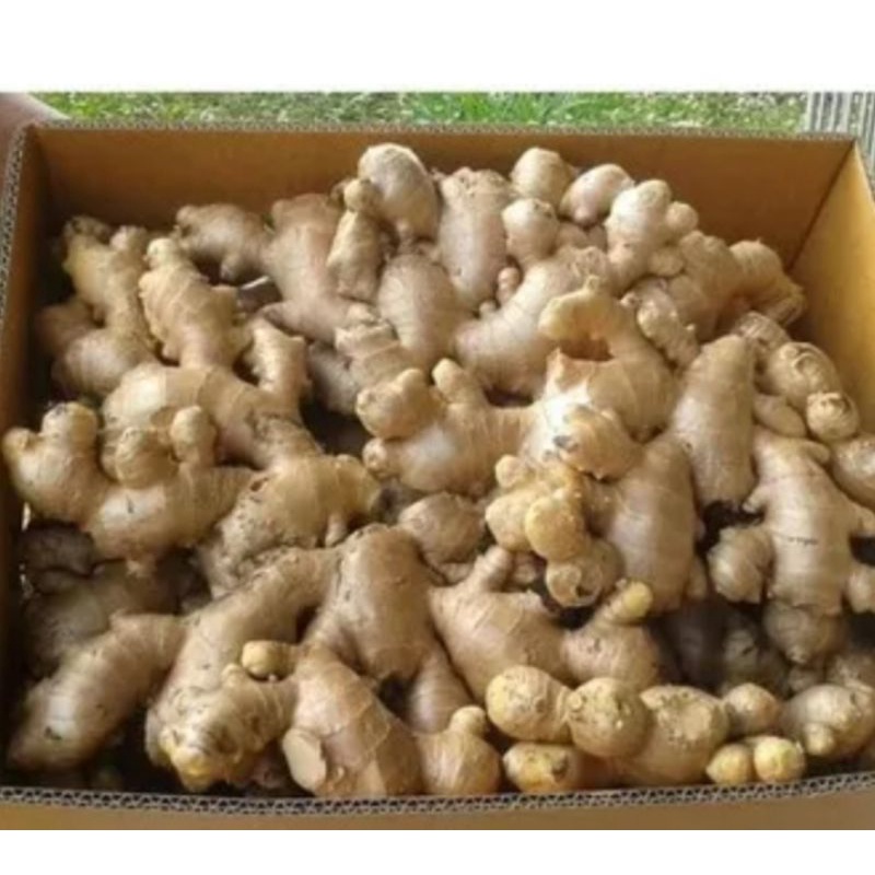 

KUNYIT KUNIR SUPER SEGAR 1KG HERBAL & BUMBU KUNING MASAK / JAHE SEGAR / KENCUR SEGAR / SUPER SEGAR BUMBU MASAK 1 KG/ 500G