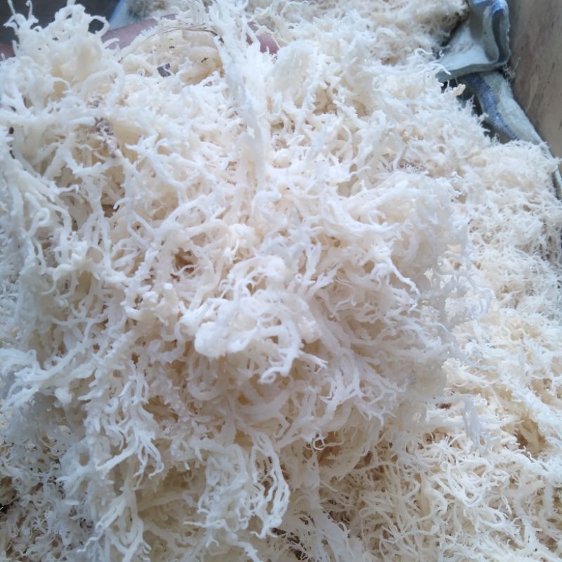 

Rumput Laut Halal Kering Putih Untuk Es
