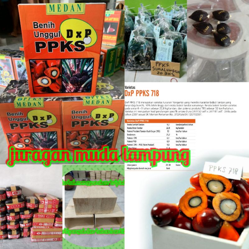 Benih bibit kecambah kelapa sawit dxp ppks 239 benih unggul