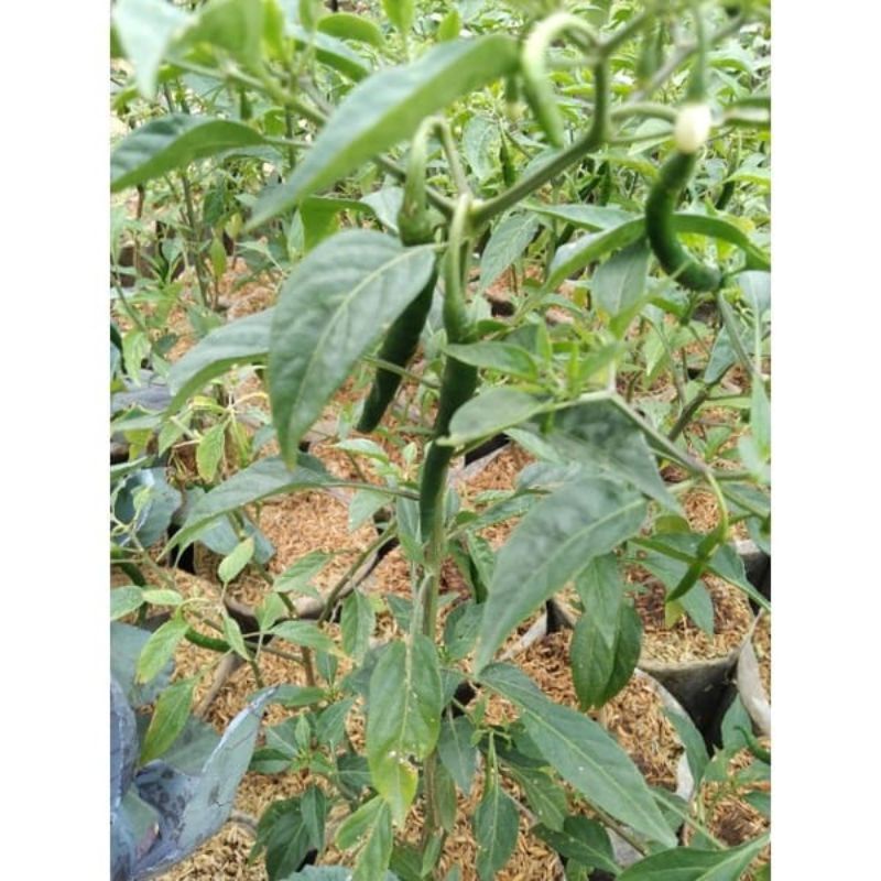 Bibit cabe keriting/cabe keriting