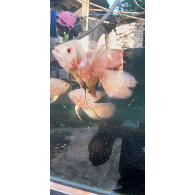 oscar tiger slayer albino 5 ekor pesanan pontianak