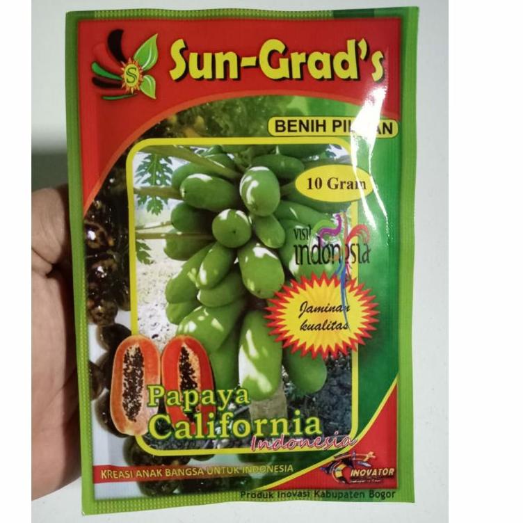 ♠ Benih Pepaya California SUN GRADS Isi Sekitar 500 Biji Benih Pepaya Bibit Pepaya Bibit Pepaya Cali