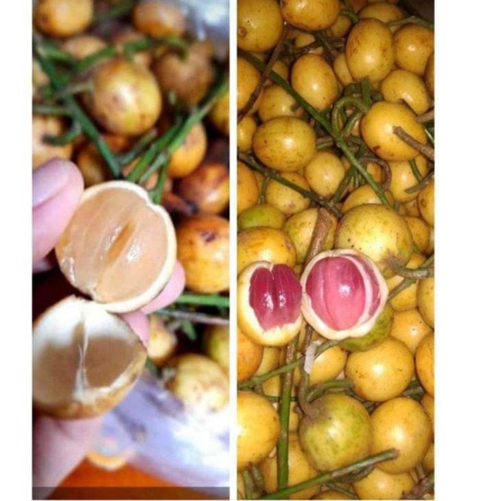 

(♥C6369] Buah mundung menteng kepundung pundung 1kg