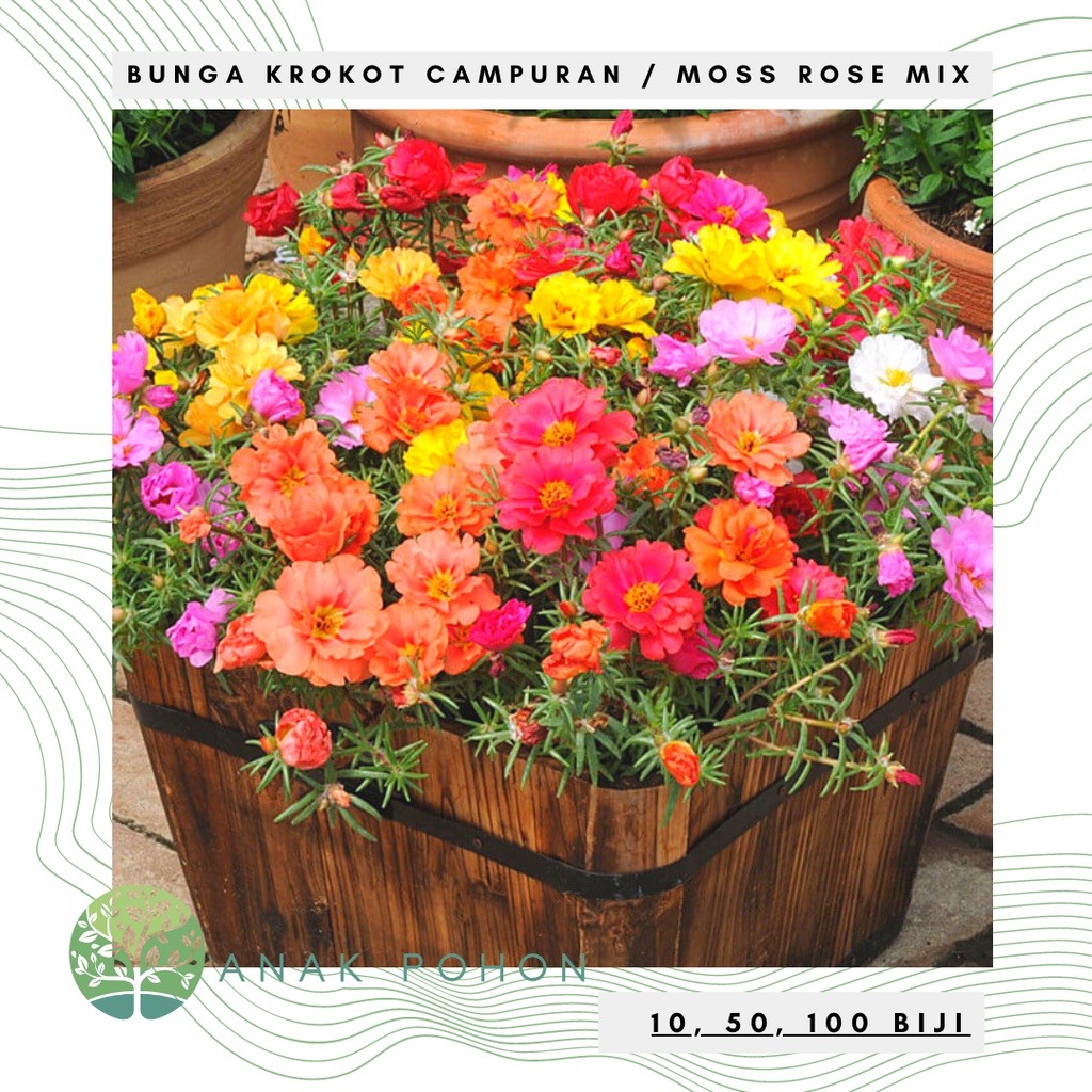 Benih Bibit Biji - Bunga Krokot Moss Rose Mix (Portulaca grandiflora) Krokot Mawar Single &amp; Double Flower Seeds - IMPORT