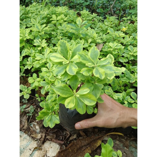 Tanaman Hias Gingseng Golden/ Gingseng Hias Varigata/ Bibit Gingseng Kuning/Tumbuhan Hias Gingseng/P