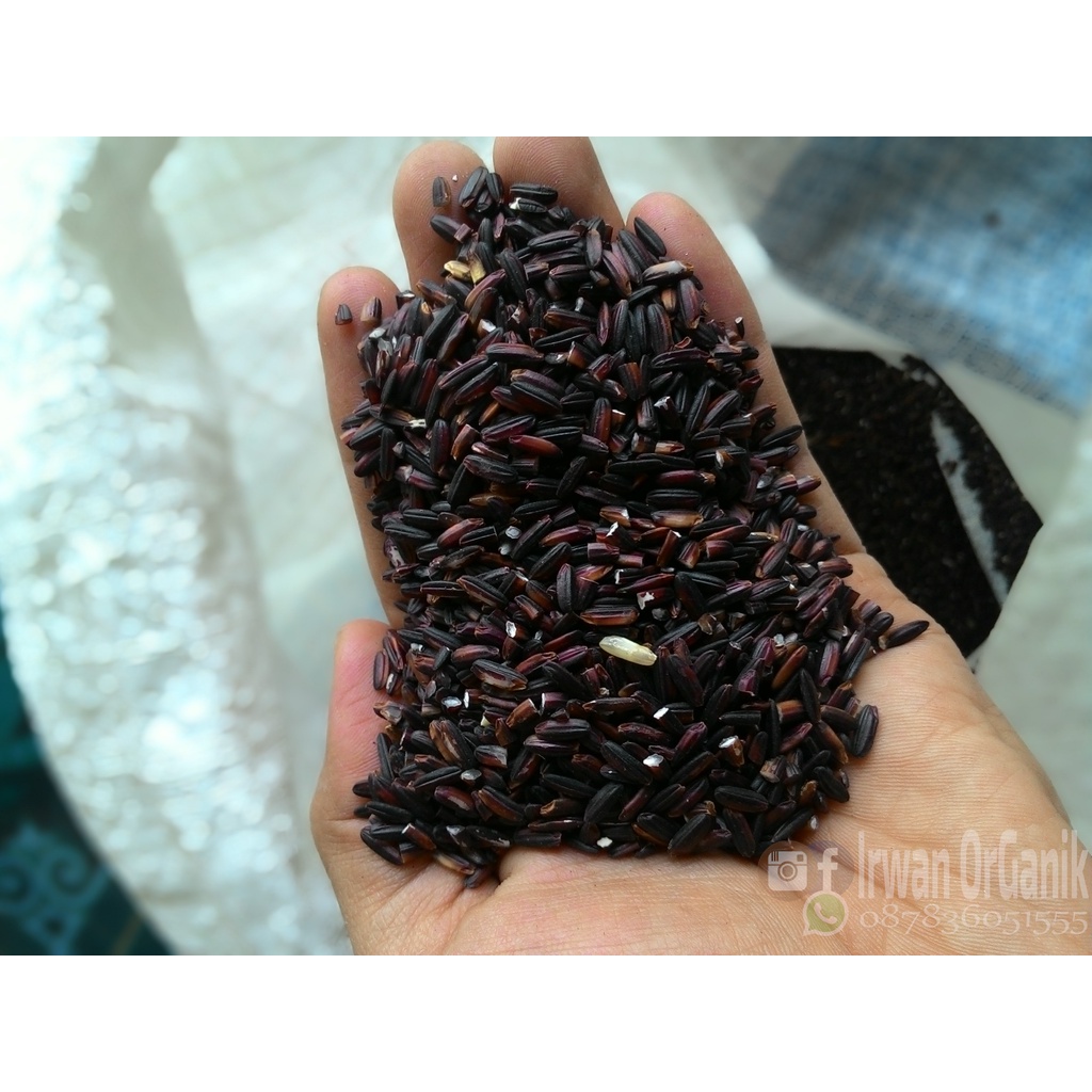 

Beras Hitam Organik Premium Pecah Kulit Untuk Diabetes Diet Ukuran 1 kg