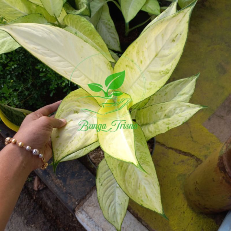 BIBIT TANAMAN POHON AGLONEMA DIVEN TINGGI 40-50 INDOOR