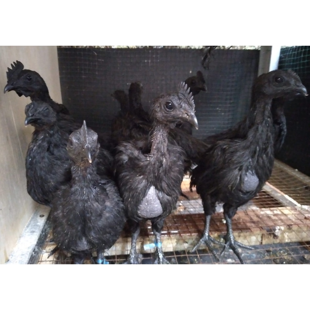 Ayam cemani lidah hitam usia 2 bulan ori ( real foto dan vidio )